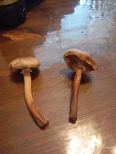 Гриб из Королев