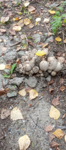 Навозник серый