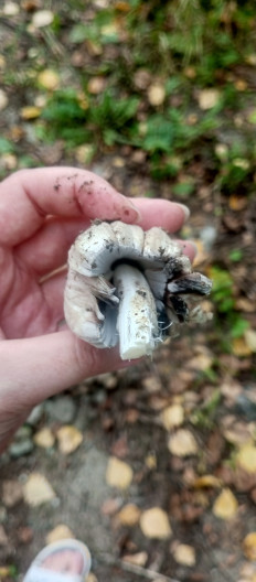 Навозник серый