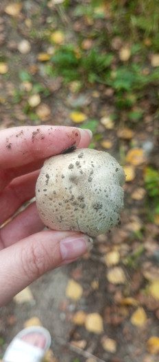 Навозник серый