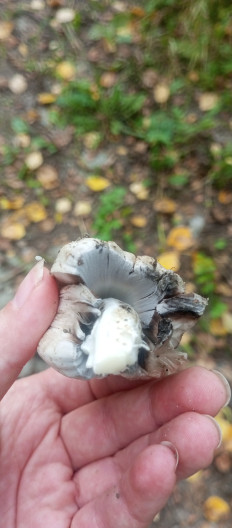 Навозник серый