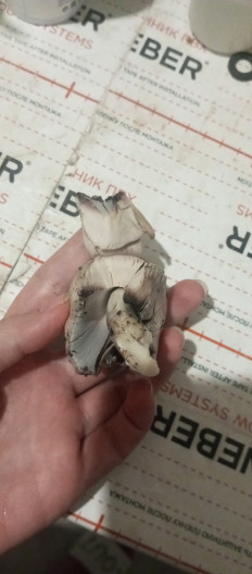 Навозник серый