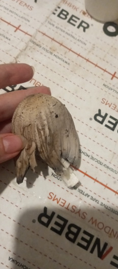 Навозник серый