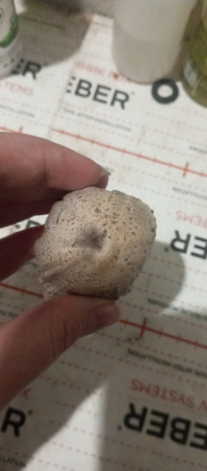 Навозник серый