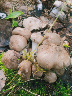 Гриб из Новополоцк