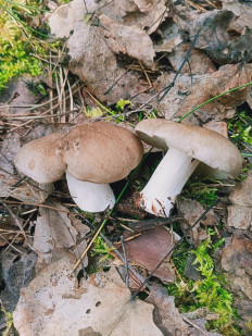 Гриб из Новополоцк