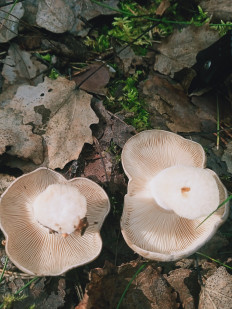 Гриб из Новополоцк