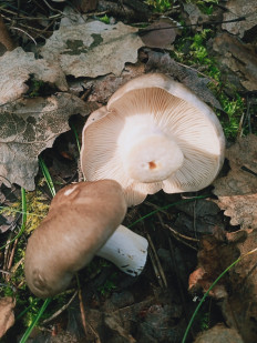 Гриб из Новополоцк