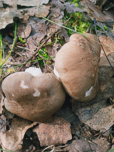 Гриб из Новополоцк