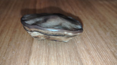 Гриб из Мурманск