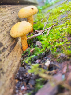 Гриб из Калининград