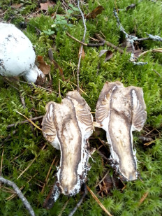 Гриб из Владимирская обл.