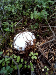 Гриб из Владимирская обл.