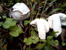 Гриб из Владимирская обл.