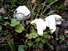 Гриб из Владимирская обл.