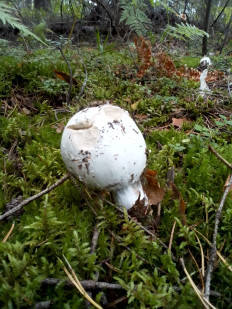 Гриб из Владимирская обл.