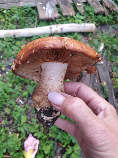 Гриб из Новомосковск Тульская область