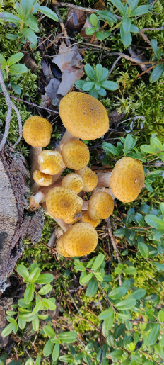 Опёнок осенний