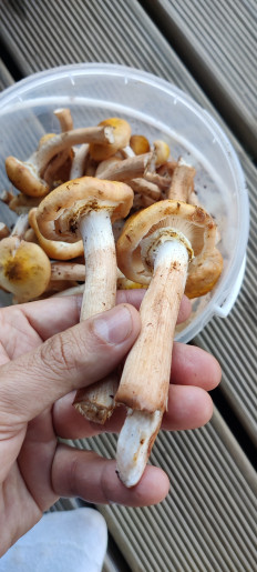 Опёнок осенний