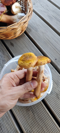 Опёнок осенний