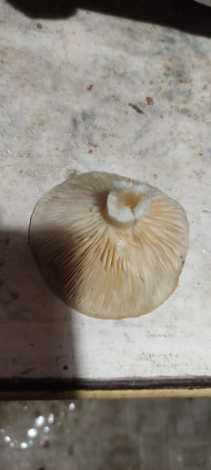 Гриб из Гатчина