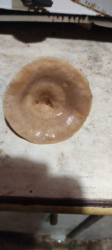 Гриб из Гатчина