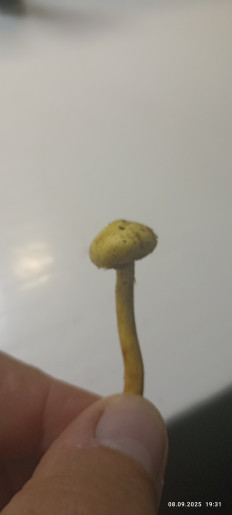 Гриб из Луховицы