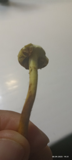 Гриб из Луховицы