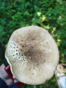 Лепиота острочешуйчатая