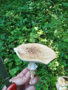 Лепиота острочешуйчатая