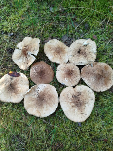 Лепиота острочешуйчатая