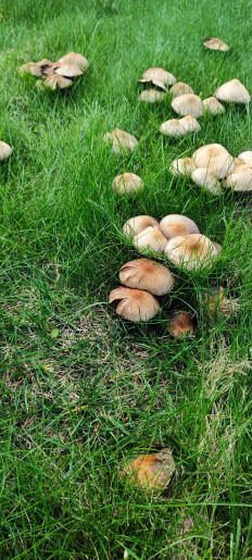 Гриб из Саранск