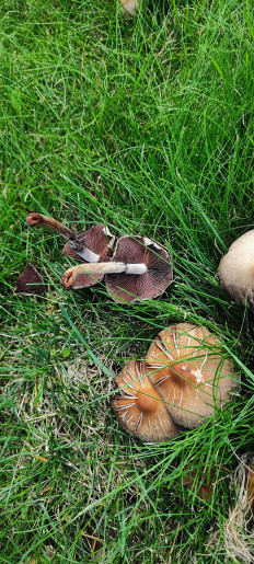 Гриб из Саранск