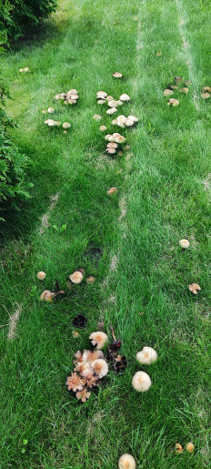 Гриб из Саранск