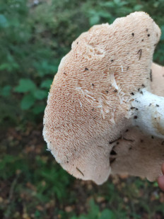 Гриб из Нижний Новгород