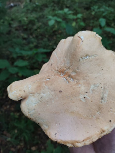 Гриб из Нижний Новгород