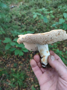 Гриб из Нижний Новгород