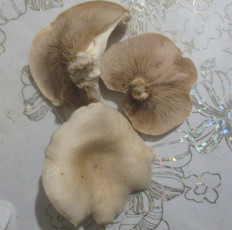 Гриб из Ижевск