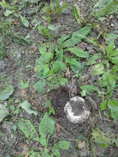 Гриб из Барыш