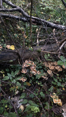 Опенок луковичноногий