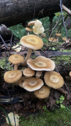 Опенок луковичноногий