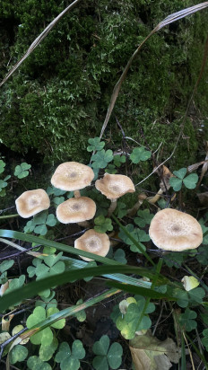 Опенок луковичноногий