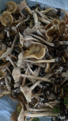 Опенок луковичноногий