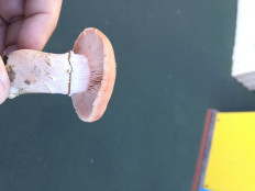 Гриб из город Иркутск