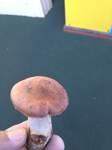 Гриб из город Иркутск