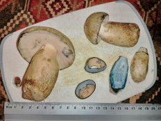 Гриб из Москва