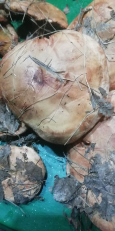 Свинушка тонкая