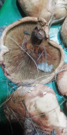 Свинушка тонкая