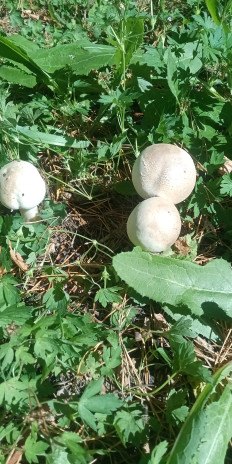 Гриб из рп Маркова, Иркутский р-он, Иркутская обл.