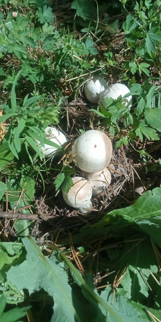 Гриб из рп Маркова, Иркутский р-он, Иркутская обл.